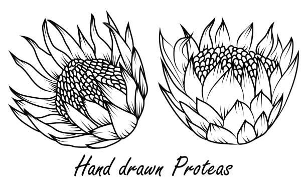 ilustrações de stock, clip art, desenhos animados e ícones de protea, national flower of south africa,  sketch style, vector - sugarbush