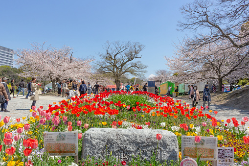 Fukuoka, Japan - April 02 2019 : Colorful Flower Bed in Maizuru park, Fukuoka. There are beautiful cherry blossoms in springtime.
