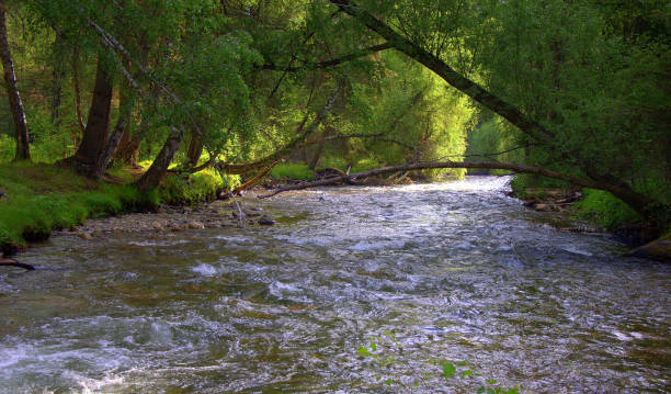 istock A stormy and impetuous mountain river flows through the valley and the forest is sandwiched in rocky shores. Sema, Altai, Siberia, Rossiya. Landscape. 1164269764