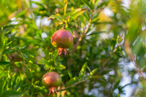 Pomegranate Fruits on a Tree in a Garden