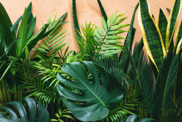 istock Summer tropical urban garden concept 1164272114