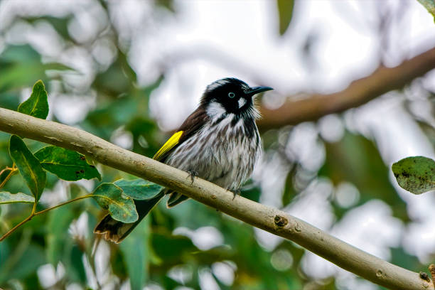 istock New Holland Honeyeater (Phylidonyris novaehollandiae) 1164272306