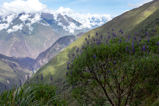 Bamboo green canopy in high-altitude jungles at Peruvian Andes with cloud-covered mountains, between Maizal and Yanama, Peru
