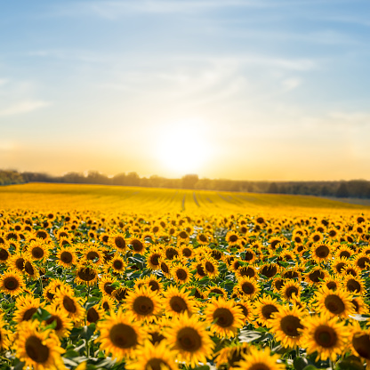 beautiful summer sunflower field at the sunset, natural agriculture background