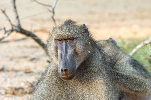 istock Chacma baboon, Papio ursinus, being groomed 1164274697