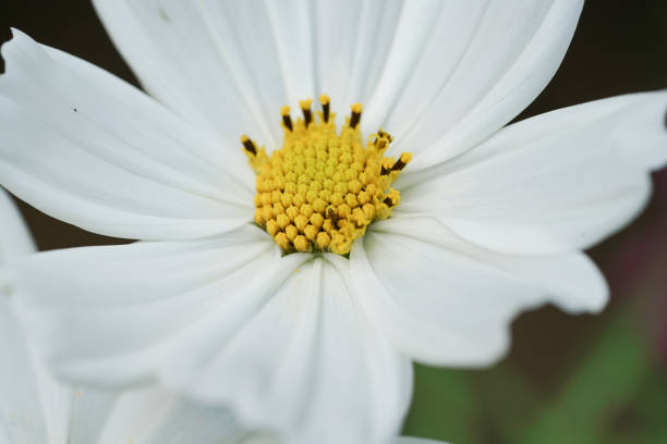 Close Up of white flower Selective Focus