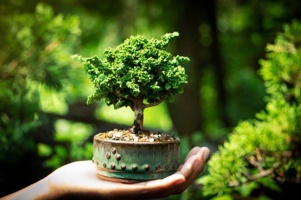 Small bonsai in hand Small Cypress tree bonsai in Hand bonsai tree stock pictures, royalty-free photos & images