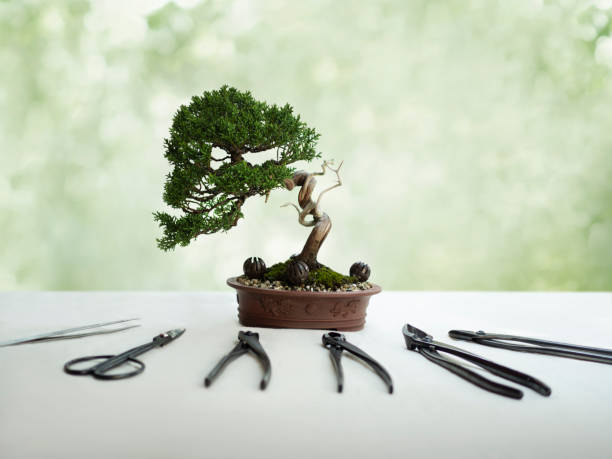 bonsai bonsai tree and tools on white table bonsai tree stock pictures, royalty-free photos & images