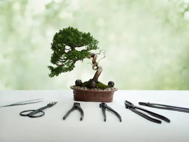 bonsai tree and tools on white table