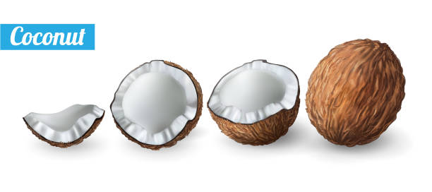 3D realistic isolated vector set of whole coconut. Coconut fresh whole. vector set of elements for your design. vector 3D realistic isolated vector set of whole coconut. Coconut fresh whole. vector set of elements for your design. vector illustration pool break stock illustrations