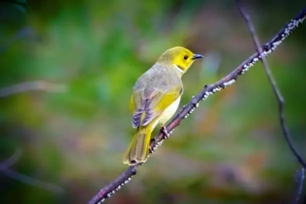 Tiny white plumed honeyeater perched on a branch