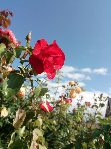 istock Red park rose after rain with drops on the petals 1164277844
