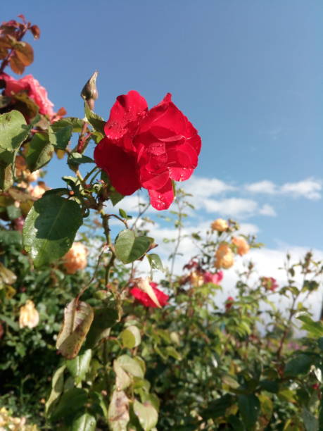 istock Red park rose after rain with drops on the petals 1164277856