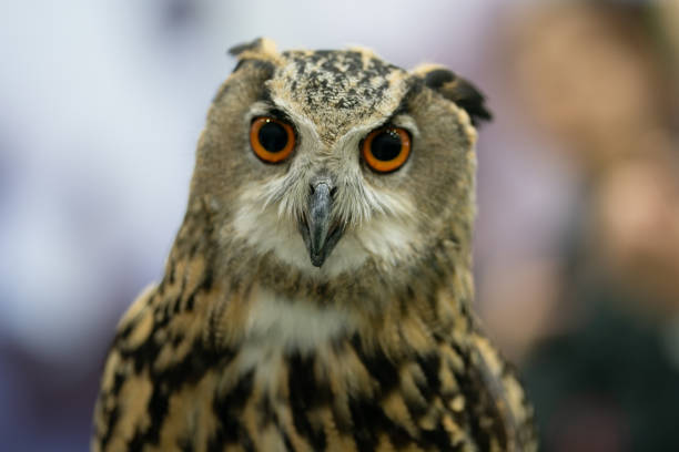 istock portrait of Eurasian eagle owl (Bubo bubo) 1164278067