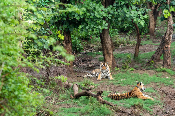 dwa radio lub śledzenia kołnierz bengalskie tygrysy lub pary godowej w pięknych zielonych drzew i tła w sariska national park lub tiger reserve, radasthan, indie - bengal tiger audio zdjęcia i obrazy z banku zdjęć