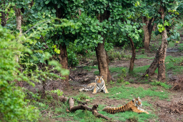 dwa radio lub śledzenia kołnierz bengalskie tygrysy lub pary godowej w pięknych zielonych drzew i tła w sariska national park lub tiger reserve, radasthan, indie - bengal tiger audio zdjęcia i obrazy z banku zdjęć