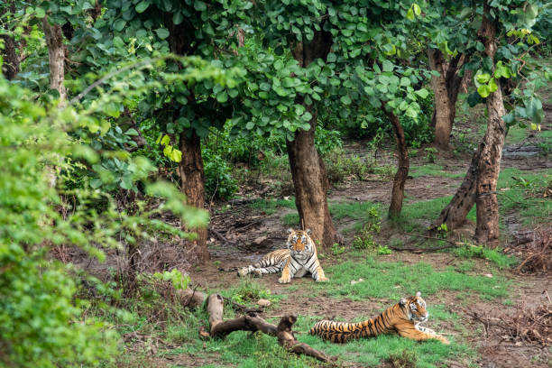 dois tigres de rádio ou de seguimento do colar bengal ou um par de acoplamento em árvores e no fundo verdes bonitos no parque nacional de sariska ou na reserva do tigre, rajasthan, india - bengal tiger audio - fotografias e filmes do acervo