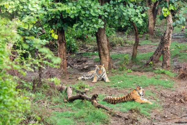 dwa radio lub śledzenia kołnierz bengalskie tygrysy lub pary godowej w pięknych zielonych drzew i tła w sariska national park lub tiger reserve, radasthan, indie - bengal tiger audio zdjęcia i obrazy z banku zdjęć