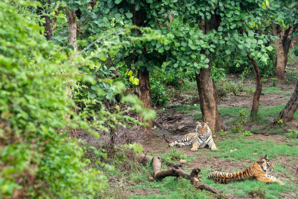 dwa radio lub śledzenia kołnierz bengalskie tygrysy lub pary godowej w pięknych zielonych drzew i tła w sariska national park lub tiger reserve, radasthan, indie - bengal tiger audio zdjęcia i obrazy z banku zdjęć