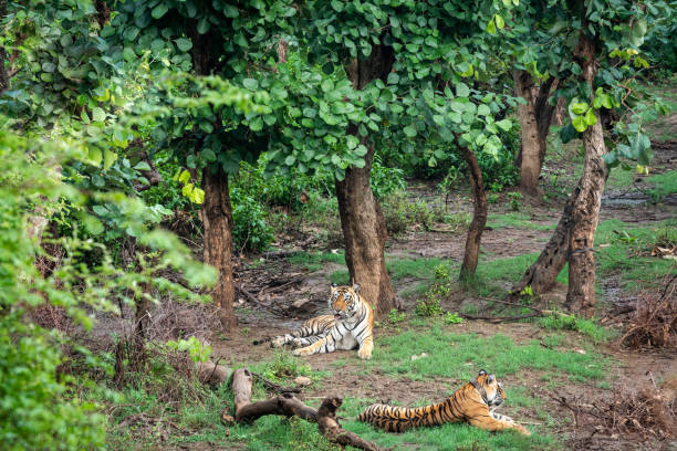 dwa radio lub śledzenia kołnierz bengalskie tygrysy lub pary godowej w pięknych zielonych drzew i tła w sariska national park lub tiger reserve, radasthan, indie - bengal tiger audio zdjęcia i obrazy z banku zdjęć