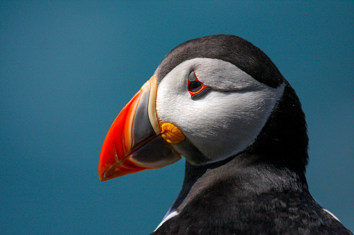 Close up of a wild atlantic puffin (Fratercula arctica) on the island of Skomer in Pembrokeshire, Wales, UK in the summer sunshine