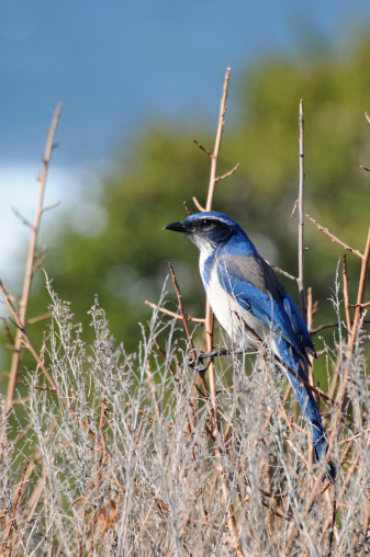 Western scrub-jay, 