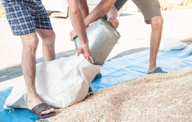 istock Farmers putting wheat grains in sack. 1164281642