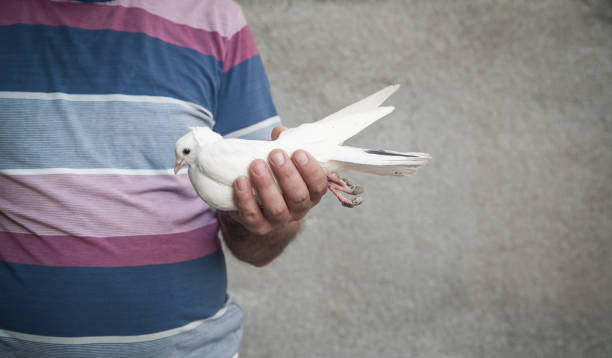 istock Caucasian man holding pigeon on hand. 1164281645