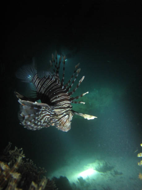 A lionfish (Pterois volitans), in the Red Sea off the coast of Yanbu, in Saudi Arabia A lionfish (Pterois volitans), in the Red Sea off the coast of Yanbu, in Saudi Arabia during a night diving pterois antennata stock pictures, royalty-free photos & images