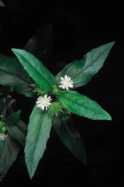 Photo of Eclipta Alba. Family: Compositae. A well-known ayurvedic herb which grows in moist areas. The plant extract is made into hair tonic and oil.