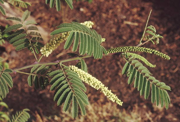 twig with flowers. Acacia Catechu. Family: Mimosaceae. A medium-sized thorny tree found in deciduous forests in peninsular India. The hard, dark heartwood is used for 'katha' (catechu) which is used in 'paan', dyes, tanning as well as medicines. ramita con flores. acacia catechu. familia: mimosaceae. un árbol espinoso de tamaño mediano que se encuentra en los bosques caducifolios en la india peninsular. la madera dura y oscura se utiliza para 'katha' (catechu) que se utiliza en 'paan', colorante