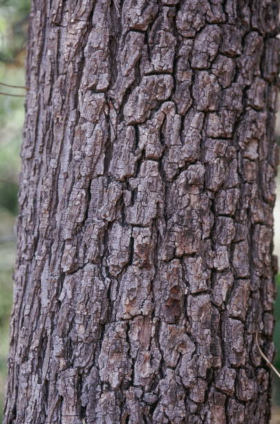 Bark. Hardwickia Binata. Iron-wood tree. Family: Caesalpiniaceae. A large deciduous tree with extremely hard, heavy wood. The leaves used as cattle fodder and usually the branches are lopped for fodder. corteza. hardwickia binata. arbol de hierro. familia: caesalpiniaceae. un gran árbol caducifolio con madera extremadamente dura y pesada. las hojas utilizadas como forraje de ganado y por lo general las ramas están cortadas para forraje.