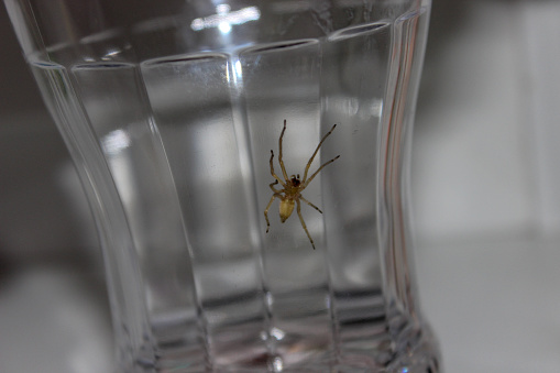 little big yellow spider in the empty glass