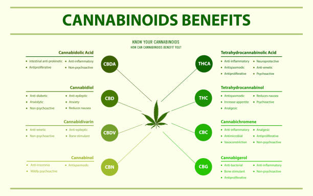 Cannabinoids Benefits horizontal infographic Cannabinoids Benefits horizontal infographic, healthcare and medical illustration about cannabis cannabinoid stock illustrations