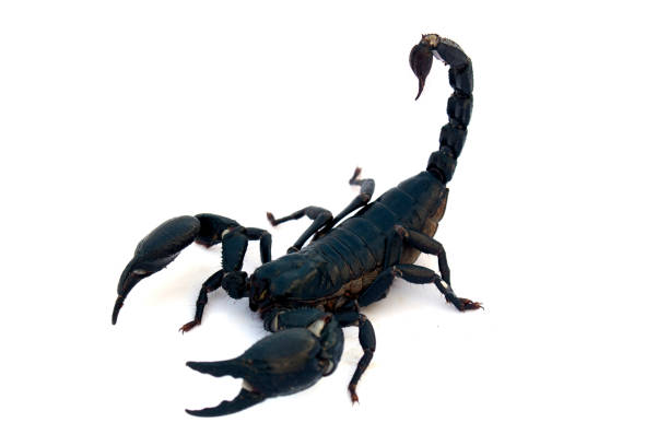 istock Black scorpion isolated on a white background 1164285417