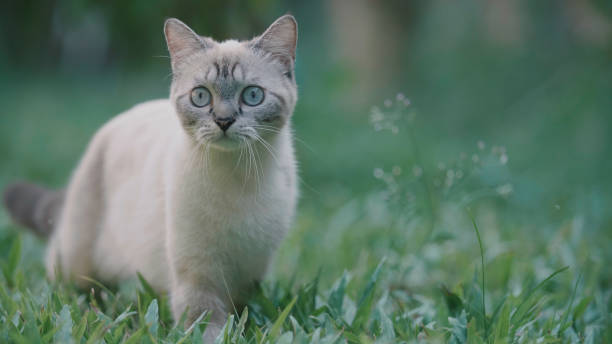 istock Cat looking around and walking away. 1164286240