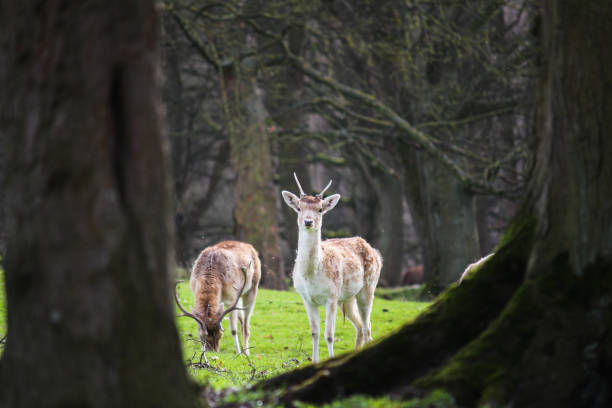 istock Group of deer grazing, Peak district - UK 1164286805