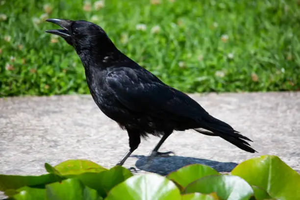 Raven in the garden, black raven