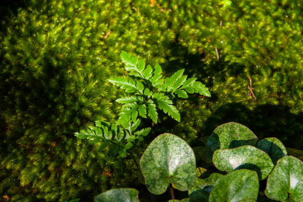 istock Fern plant grown in a beautiful moss 1164290195