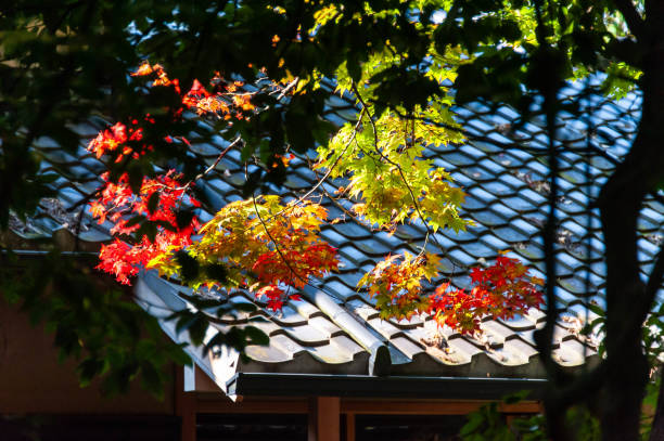istock Red and yellow glowing maple and roof 1164290228