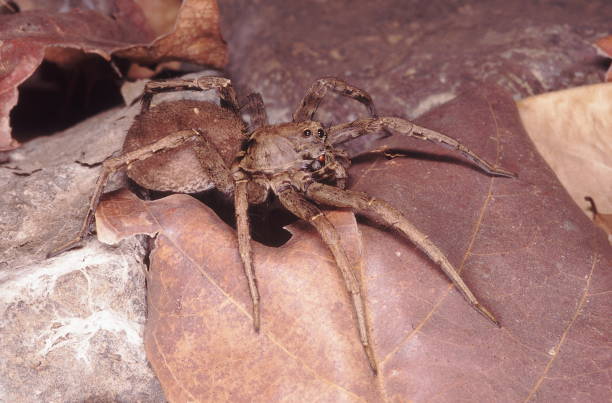 istock Wolf spider. A nocturnal spider which actively hunts for its prey on the ground instead of building a web. 1164290350