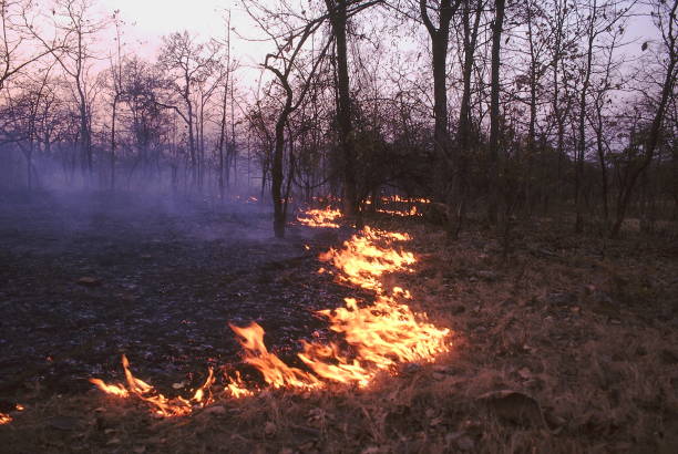 forest fire- nauradehi. a typical forest fire in open dry deciduous forest of central india. only the fallen leaves and twigs burn. the trees are resistant to the fire and are usually not affected. - 4622 imagens e fotografias de stock