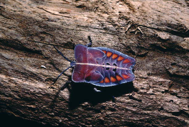 istock Plant bug. When threatened these bugs squirt a powerful liquid which burns the skin and even etches plastic. 1164290394