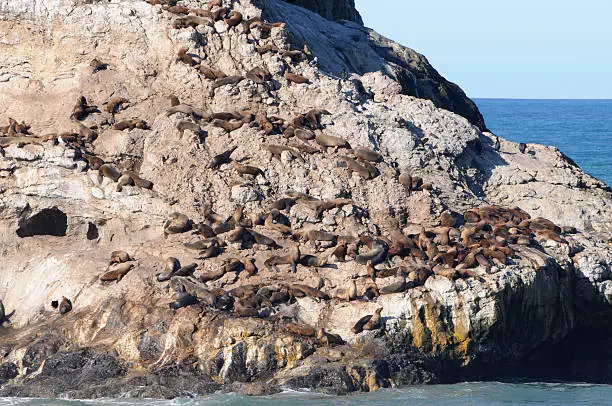 Photo of sea lions  Zalophus californianus