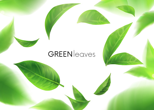 Green leaves. leaves whirl in the air. Spring. Element for design, advertising, packaging products. white background 3d illustration