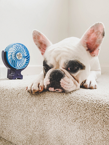 Frenchie dog lying down next to mini electric fan on stairs