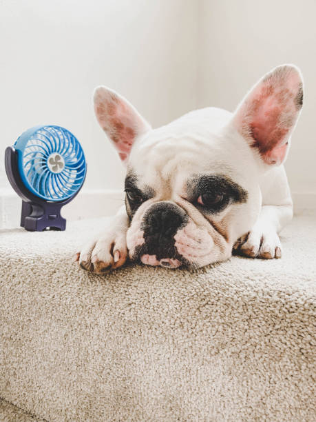 French Bulldog cooling off next to a mini electric fan stock photo