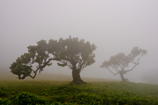Wafts of mist are laying upon the highland of Madeira. There are some very old laurel trees and generate a magic athmosphere