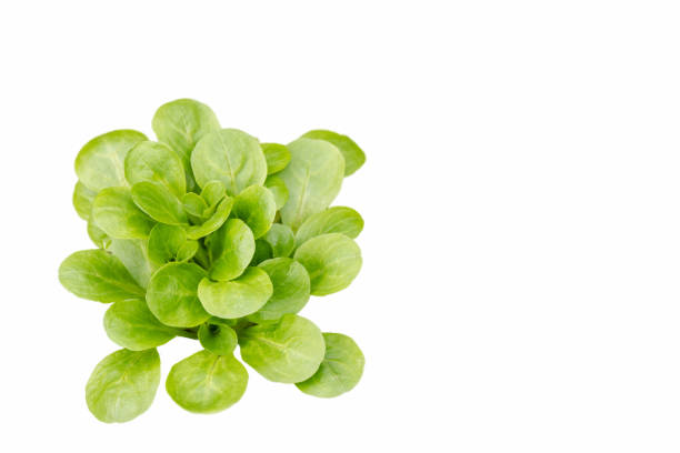 istock young green lettuce salad isolatd on white background 1164294964
