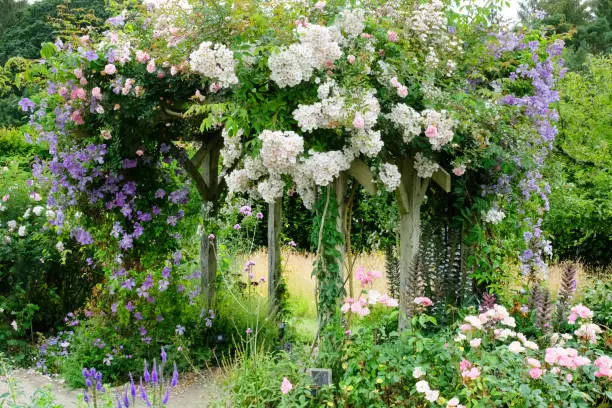 English wooden garden trellis covered with climbing roses and clematis in high summer.